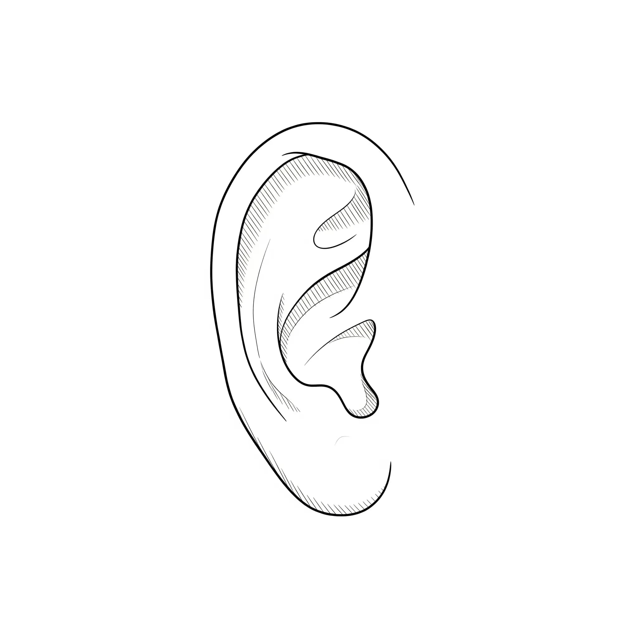Oval Ears